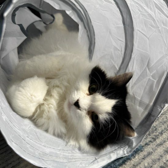 chat couche dans la cachette de son tunnel chat