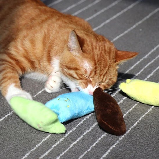 Chat endormi a cote de son jouet pour chat