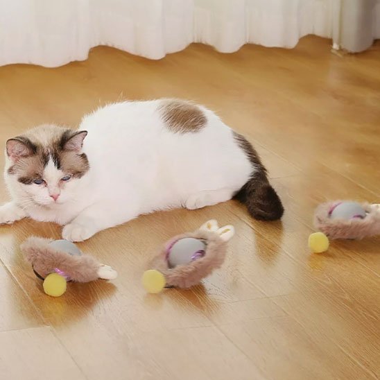 Chat avec ses nouveaux jouets chat interactif
