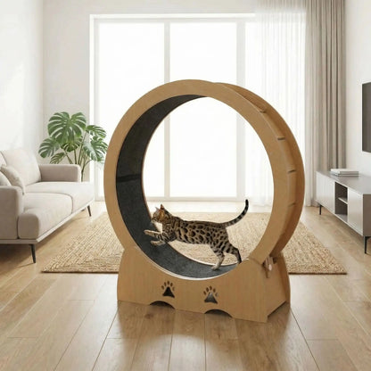 chat bengal qui se depense a la maison grace a sa roue a chat