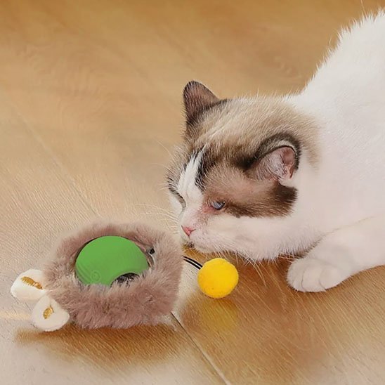 Chat blanc intrigue par son nouveau jouet chat interactif vert