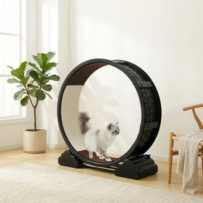 chat blanc qui decouvre sa nouvelle roue pour chat dans sa maison