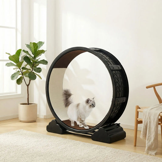 chat blanc qui decouvre sa nouvelle roue pour chat dans sa maison
