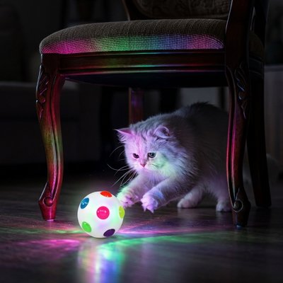 chat blanc qui joue la nuit grace a sa balle pour chat