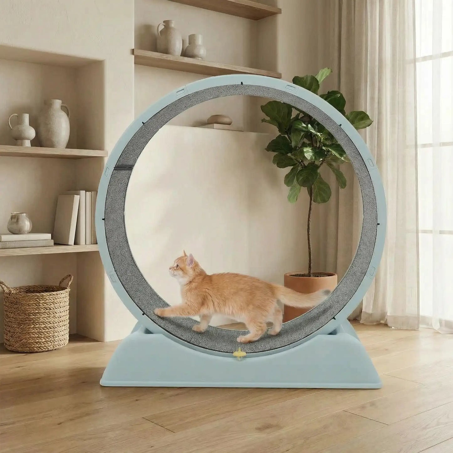 chat faisant son sport d interieu grace a la roue chat