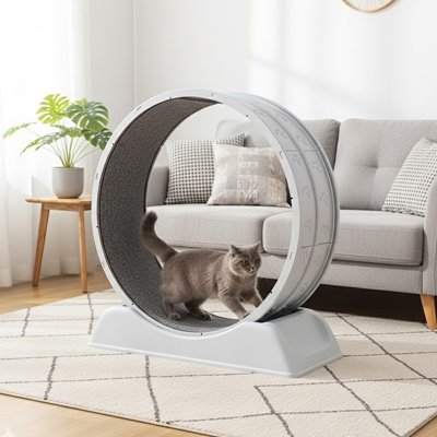 chat gris qui court sur sa roue pour chat