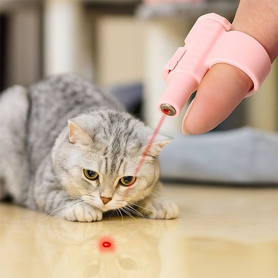 Chat gris stimule par son nouveau laser chat 