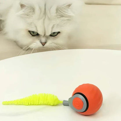 Chat intrigue par son jouet chat interactif rouge