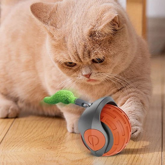Chat intrigue par son nouveau jouet chat interactif orange