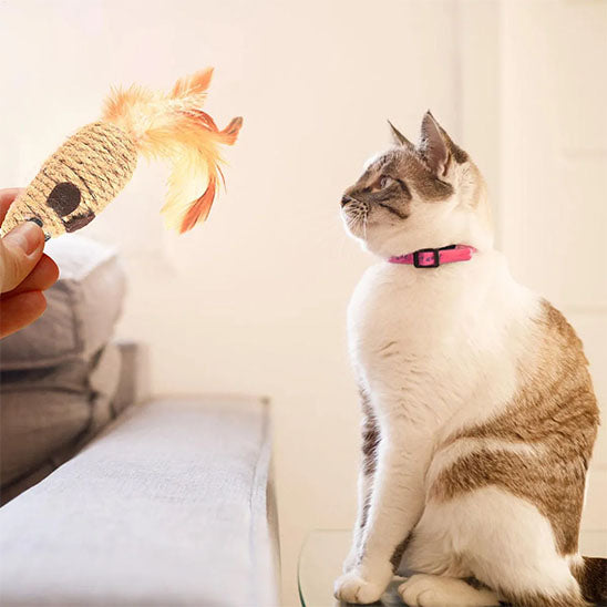 chat intriguer par son jouet pour chat avec plumes