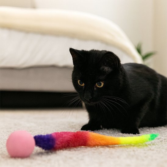 Chat noir intrigue par le jouet chat interactif
