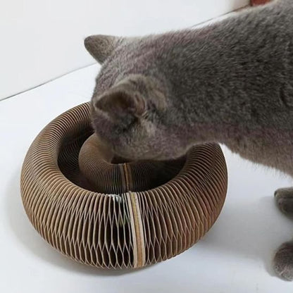 Chat qui abaisse sa tete vers son griffoir pour chat