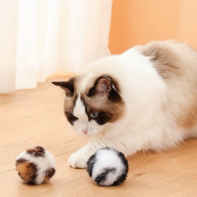 chat qui chasse chez lui grace aux balle pour chat a motifs