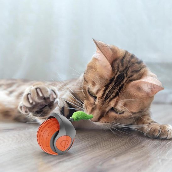 Chat qui chasse grace a son jouet chat interactif orange