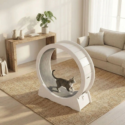 chat qui court sur la roue pour cahat silencieuse