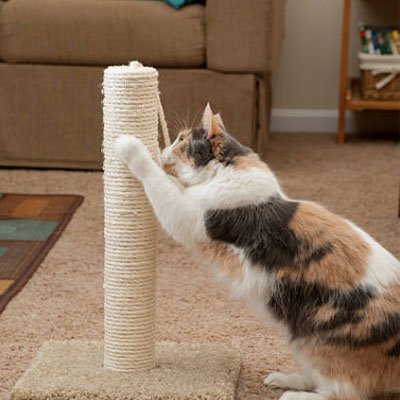 chat qui decouvre la nouvelle corde arbre a chat