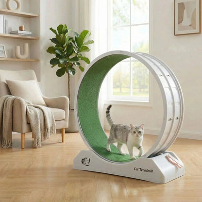 chat qui decouvre la roue pour chat dans sa maison