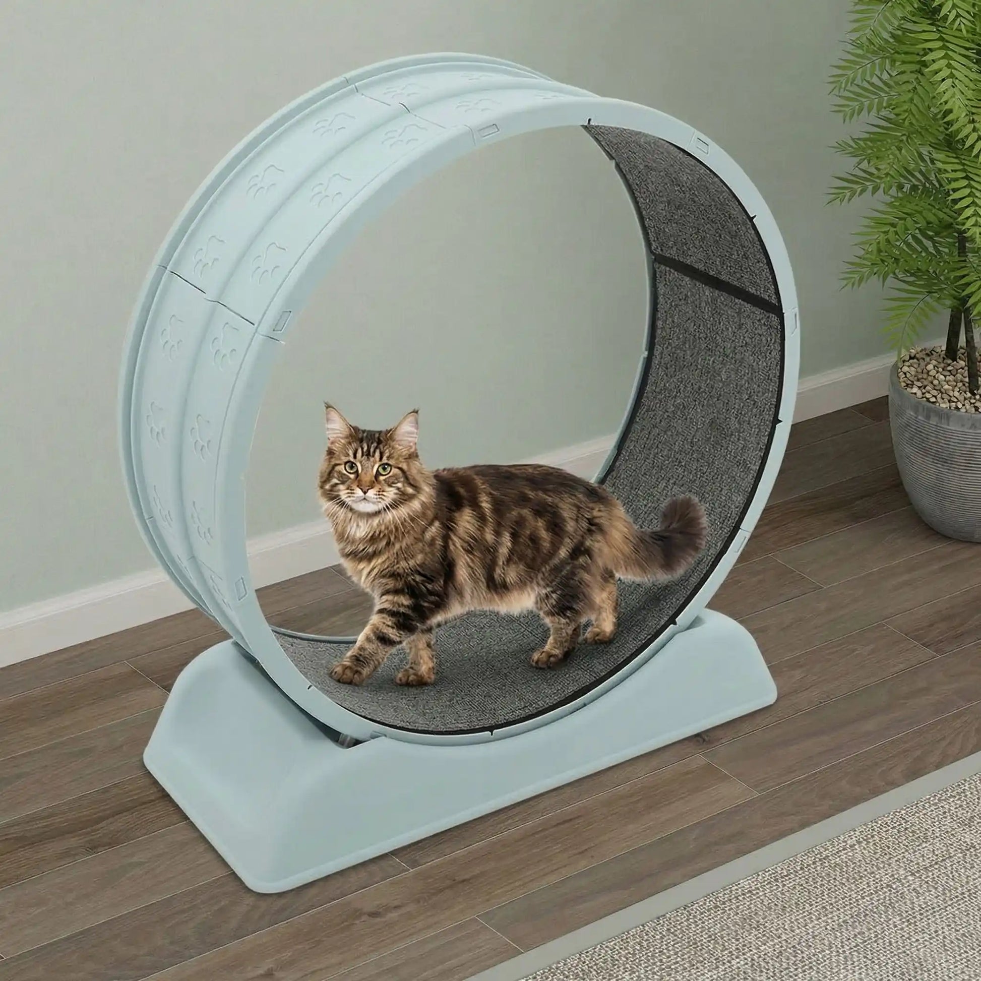 chat qui decouvre sa nouvelle roue chat bleu a la maison