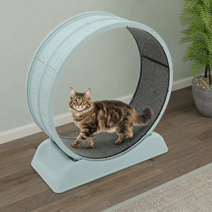 chat qui decouvre sa nouvelle roue chat bleu a la maison
