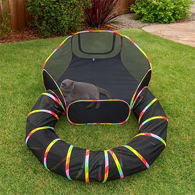 chat qui decouvre son nouveau tunnel chat dans son jardin