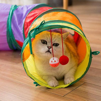 chat qui decouvre son nouveau tunnel pour chat arc en ciel