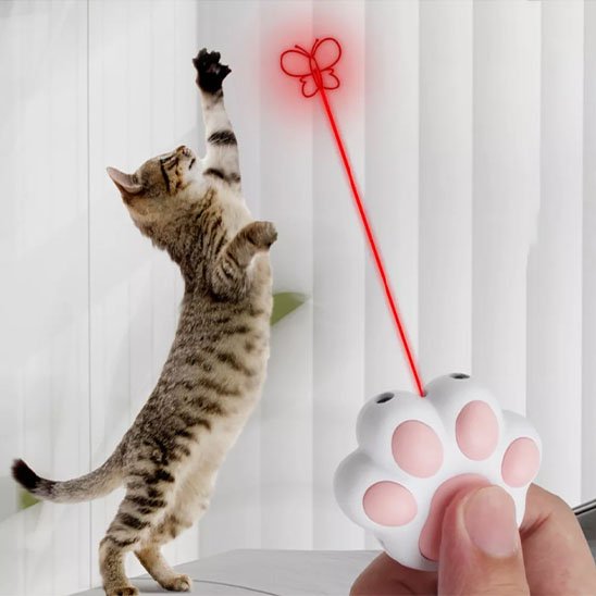 chat qui essaye d attraper le laser pour chat projete au mur