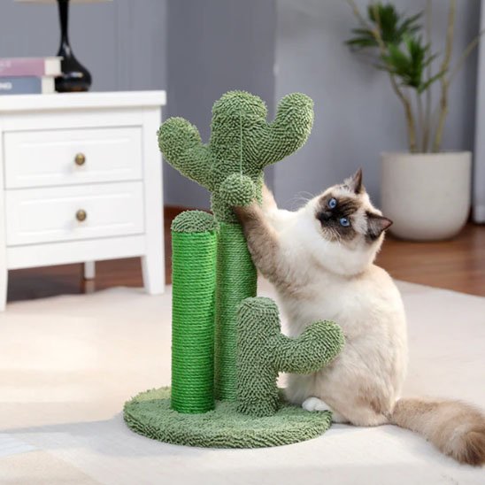 Chat qui fait ses griffes sur le griffoir chat cactigriffe