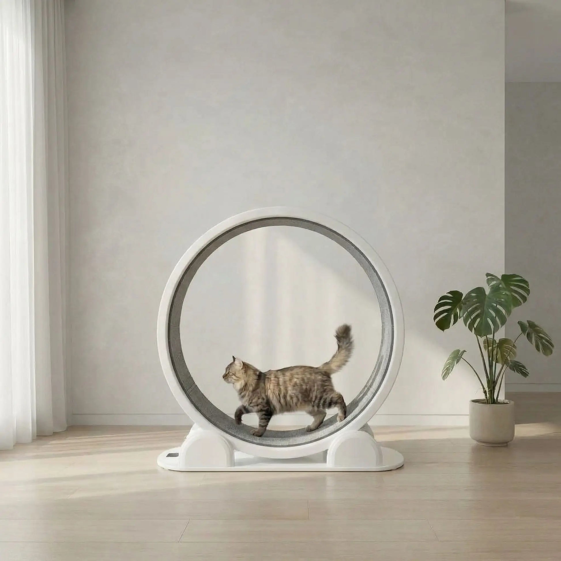 chat qui fait son sport a la maison grace a sa roue pour chat