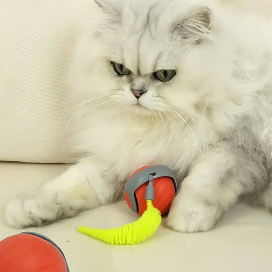 Chat qui garde son jouet chat interactif