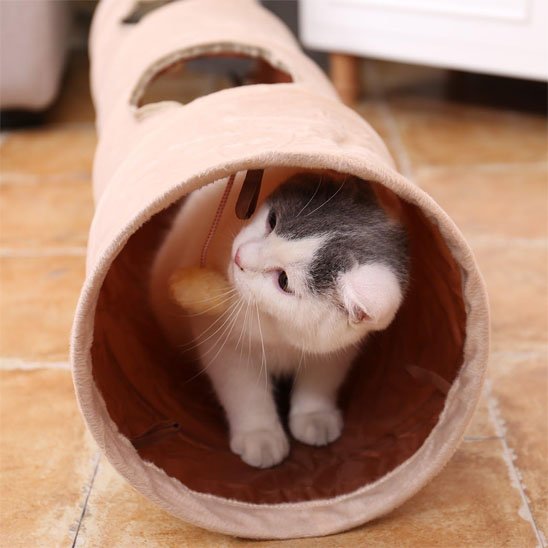 chat qui joue avec le pompon suspendu de son tunnel pour chat