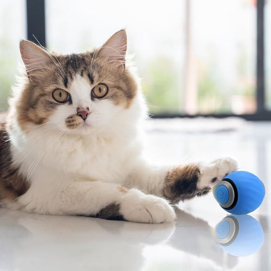 Chat qui joue avec son jouet chat interactif