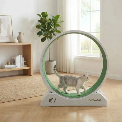 chat qui marche sur le tapis griffoir de sa roue pour chat