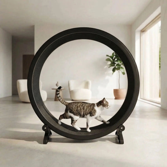 chat qui marche sur sa nouvelle roue chat noir