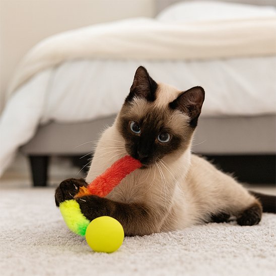 Chat qui mordille son jouet chat interactif