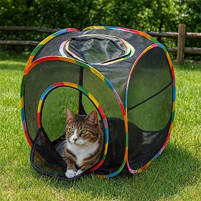 chat qui prend l air dans son tunnel chat carre