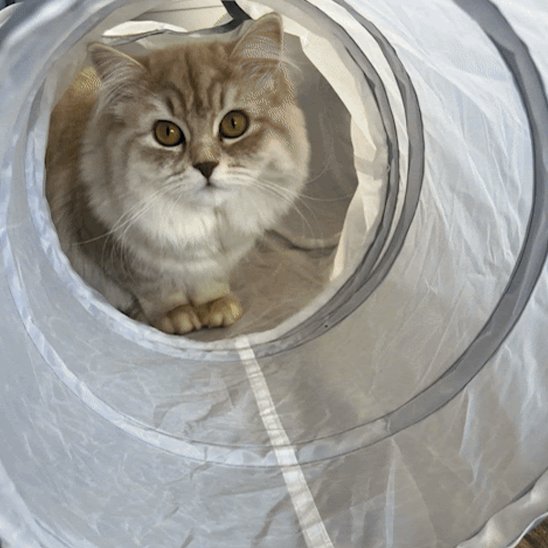 chat qui se balade dans son tunnel chat gris