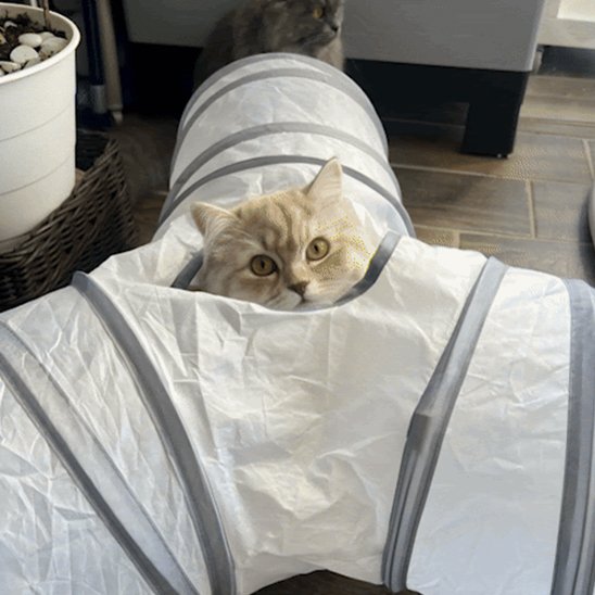 chat qui sort sa tete dans l ouverture de son nouveau tunnel chat