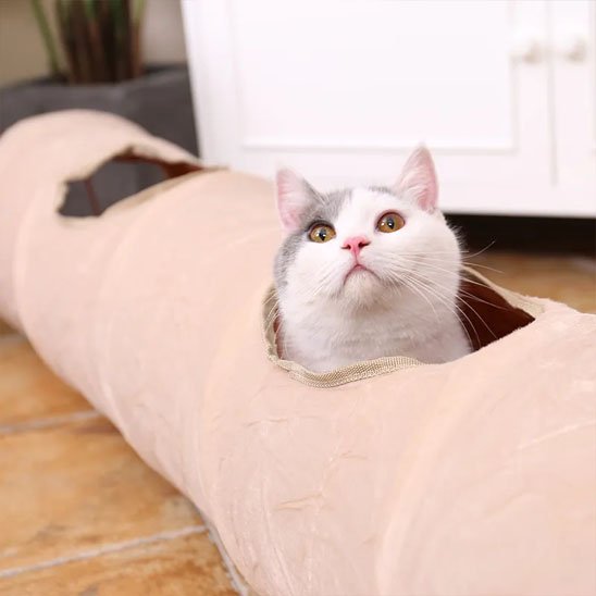 chat qui sort sa tete grace au hubot lateral du tunnel pour chat