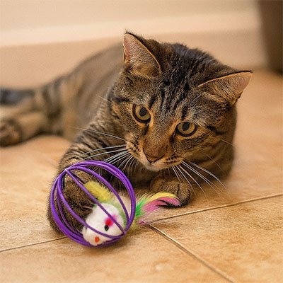 Chat qui tend la patte vers son jouet pour chat balle a plume
