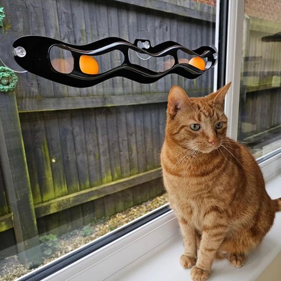 Chat roux proche de son jouet pour chat interactif vu sur lexterieur