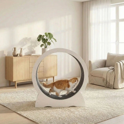 chat roux qui fait son sport grace a la roue pour chat