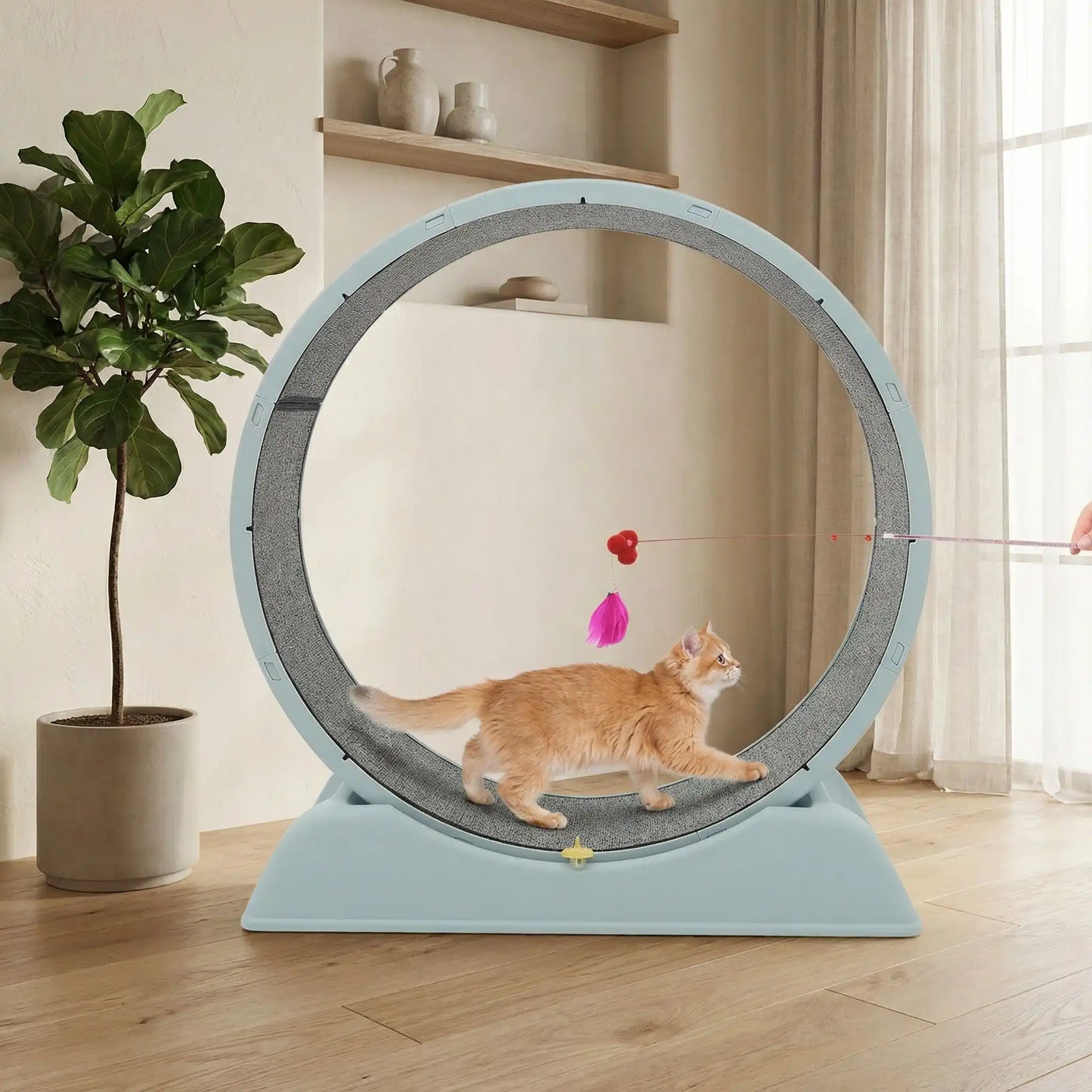 chat roux qui joue sur sa roue chat bleu avec le baton de taquinerie