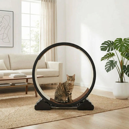 chat sur la roue pour chat dans son salon