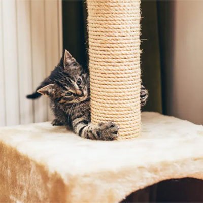 chaton agrippe sur le griffoir avec corde arbre a chat