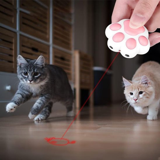 chats qui courent apres leur laser pour chat dans leur maison