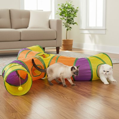 chats qui decouvrent leur tunnel chat colore