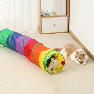 chats qui jouent ensemble au salon avec leur nouveau tunnel pour chat