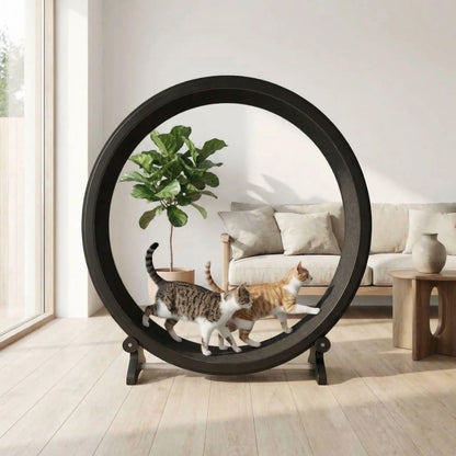 deux chats decouvrant ensemble leur roue chat pour exercice